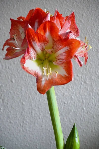Red Tulip Flower Garden White Background — Stock Photo, Image
