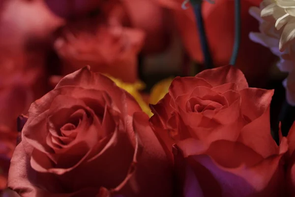 Hermosas Rosas Rojas Jardín —  Fotos de Stock