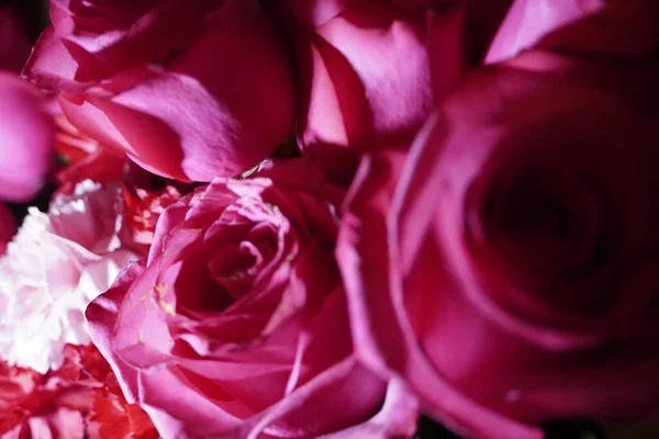Close Pink Rose Light Background — Stock Photo, Image