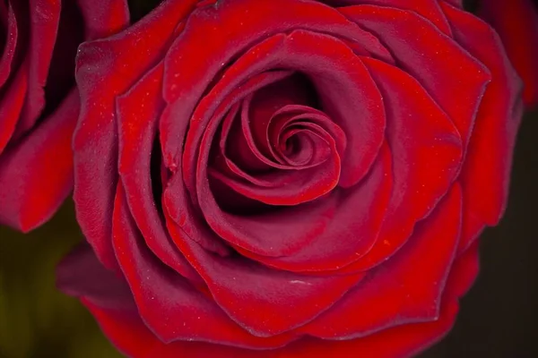 Крупным Планом Красивые Розы — стоковое фото