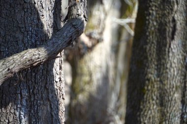 Yeşil yapraklı ağaç gövdesi
