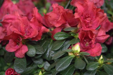 Bahçedeki güzel çiçekler