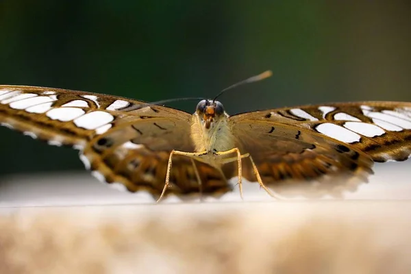 Kelebek Güzel Kelebek — Stok fotoğraf
