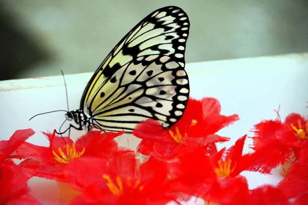 Kelebek Güzel Kelebek — Stok fotoğraf