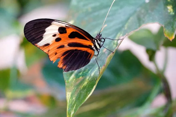 Schmetterling Schmetterling Schöner Schmetterling — Stockfoto