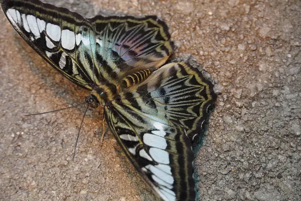 Papillon Sur Sol — Photo