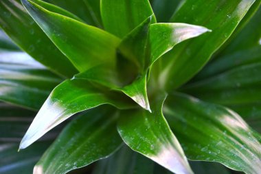 Yerdeki bir bitkinin yeşil yaprakları. Yakın plan. arkaplan.