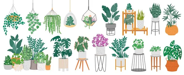 Zimmerpflanzen Mit Dekorativen Gewächshauselementen Grüne Pflanzen Stehen Töpfen Auf Regalen — Stockvektor