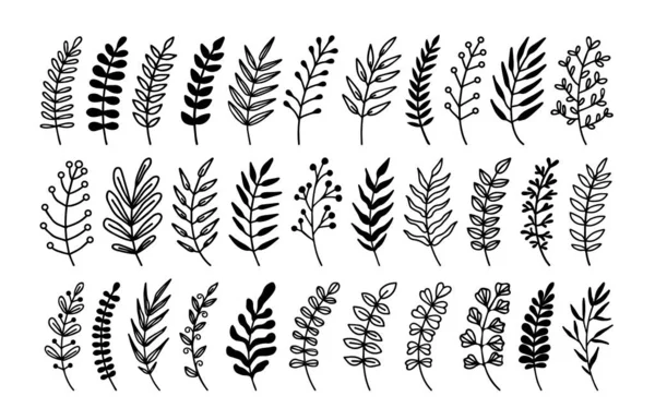 Zierpflanzenzweig Dekorative Hand Gezeichnete Blatt Zweige Botanisches Florales Element Kräuterdekor — Stockvektor