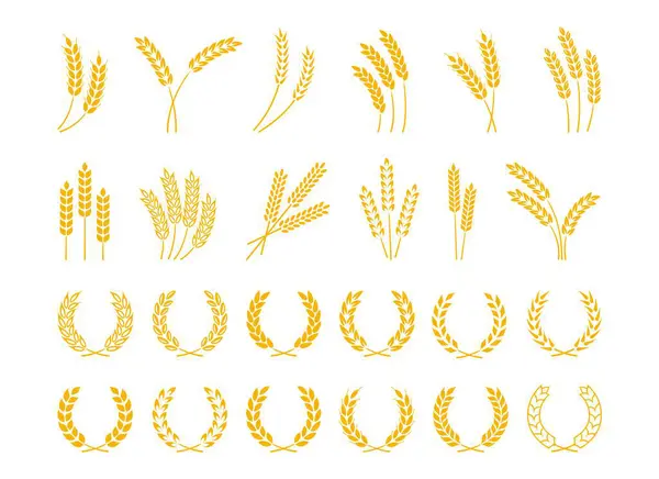 Weizen Und Gerstenähren Weizenkränze Mit Reifen Gelben Körnern Reis Und — Stockvektor