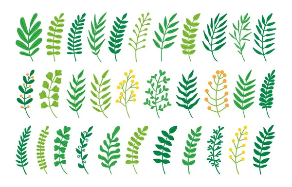 Dekorative Zweige Blätter Cartoon Kräuter Zierpflanzen Botanische Elemente Skizziere Laub — Stockvektor