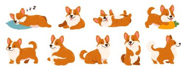 Corgi köpekleri. Farklı pozlarda küçük Corgis karikatürü. Şirin köpek yavrusu oynuyor, rahatlıyor, koşuyor, ayakta duruyor. Nazik köpek Corgi uyuyor. Komik hayvan duyguları. Soylu hayvanlar. Vektör seti.