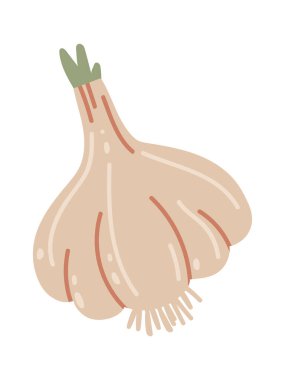 Elle çizilmiş, kökleri olan bir sarımsak ampulü ve üzerinde yeşil bir filiz büyüyen, beyaz bir zemin üzerinde izole edilmiş, sağlıklı beslenme, pişirme ve doğal çareleri temsil eden,