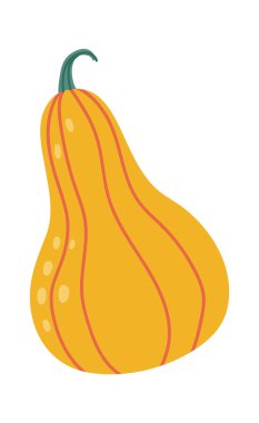 Canlı turuncu bir deriye sahip olgun tereyağlı balkabağı dikey çizgiler ve taze yeşil bir gövde ile süslenmiş, temiz beyaz bir arkaplanda izole edilmiş ayrıntılı bir resimde