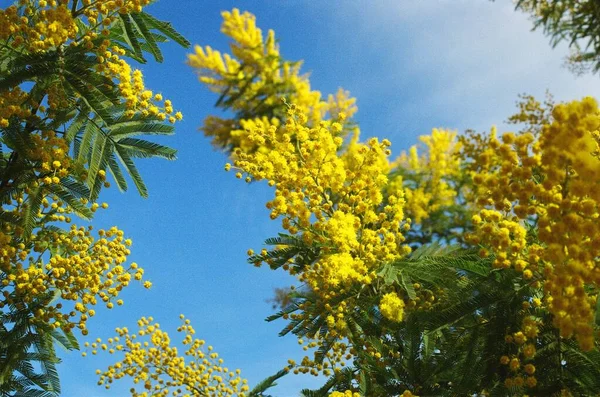 Picture of a yellow Mimosa plant/flower tree in the south of France, near Grasse in the summer time, with a blue sky in the back.