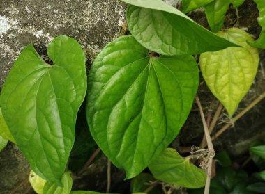 betel leaf, a herbal plant that has many benefits