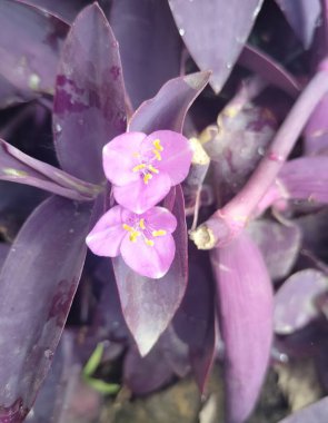 purple heart ornamental plant