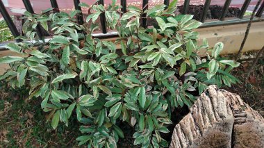 Ficus variegata is a species of tropical fig tree