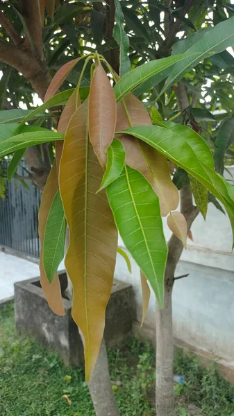 mango plant in the garden