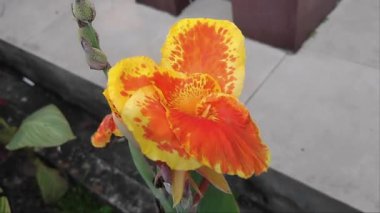 Rüzgarda sarı çiçek