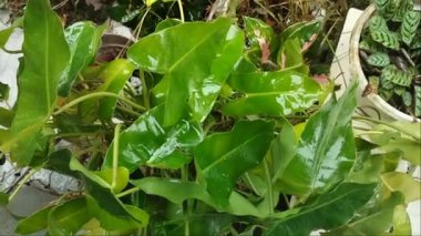 the rain wets the leaves