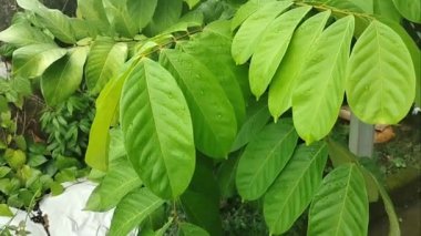 rambutan leaves wet after rain