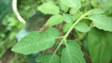 ants on tomato leaves