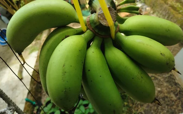 Banane Raccolte Dal Giardino — Foto Stock