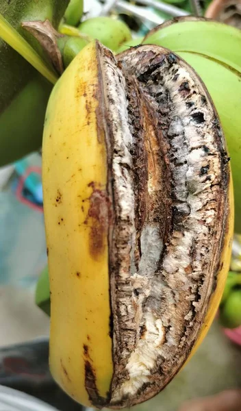 바나나를 곤충이 먹는다 — 스톡 사진