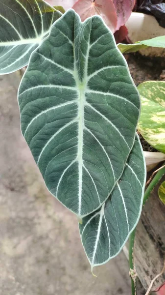 黄豆黑天鹅绒植物 — 图库照片