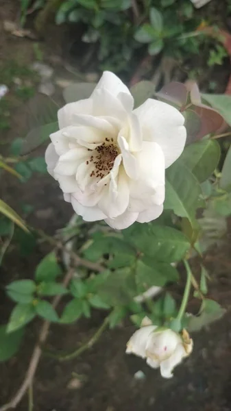 Trzymanie Białych Róż Podwórku — Zdjęcie stockowe