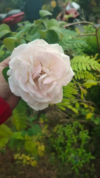 Sostiene Rosas Blancas Patio — Foto de Stock