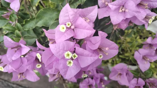 Фиолетовые Бугенвиллии — стоковое фото