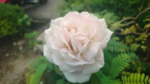 Segurando Rosas Brancas Pátio — Fotografia de Stock