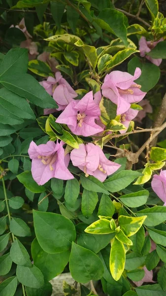 庭にある紫色のブーゲンビリアの観賞植物 — ストック写真