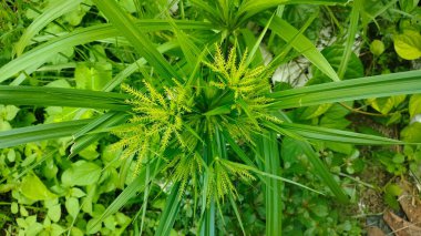 Bahçedeki sarı sazlar