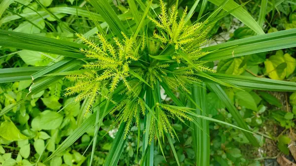 stock image yellow sedge grass in the yard