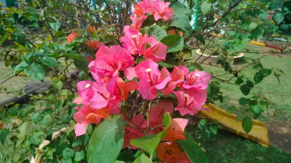 Vörös Bougainvillea Virág Kertben — Stock Fotó