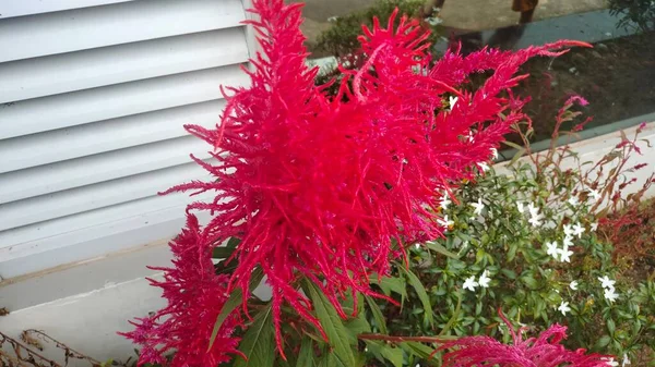 Piros Celosia Virágok Kertben — Stock Fotó