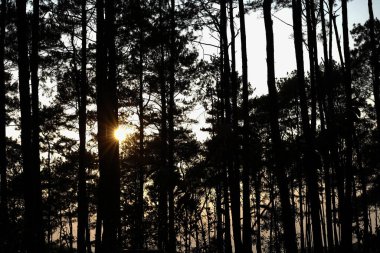 evening sky with pine trees and sun background