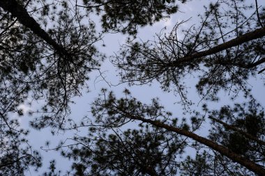 Evening sky and pine branches background