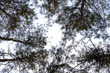morning sky and pine branches background