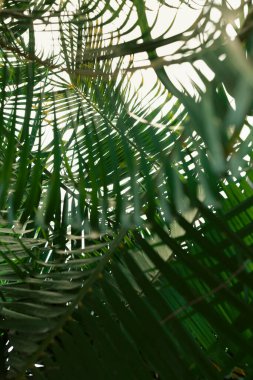 sunlight and branches on the background