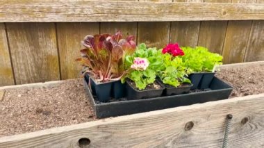 çiçekler güzel dizi 