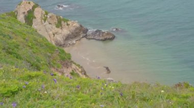 Point Reyes 'te Deniz Aslanları birlikte oynuyor. 