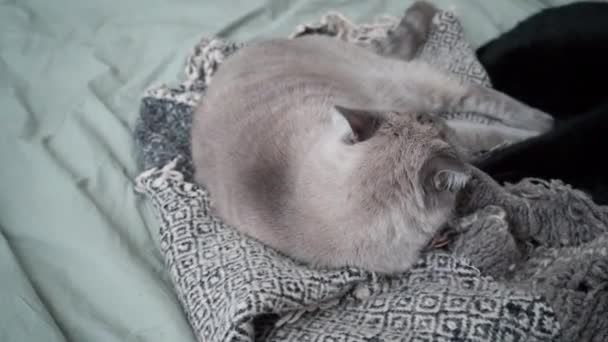 Γάτες Ψύξη Στο Κρεβάτι Γκρι Σεντόνια Μαύρο Tabby Και Γκρι — Αρχείο Βίντεο