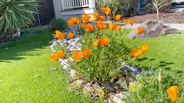 Poppy Flores Califórnia Durante Super Flor Sendo Movido Pelo Fresco — Vídeo de Stock