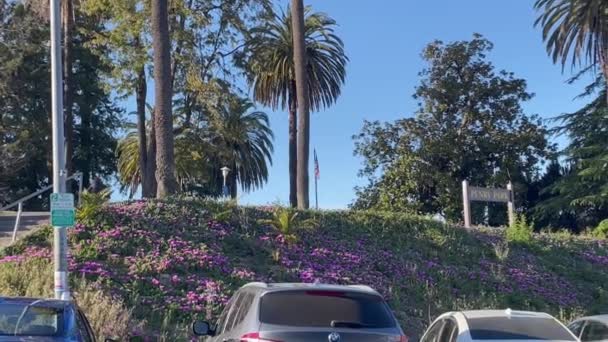 Parque Estados Unidos Cheio Flores Roxas Bloomed — Vídeo de Stock