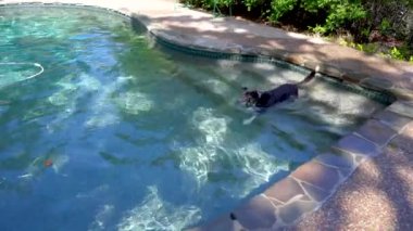 Köpek topa uzanmak için havuza giriyor.