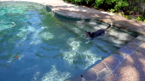 Hond Het Zwembad Naar Een Bal Reiken — Stockvideo